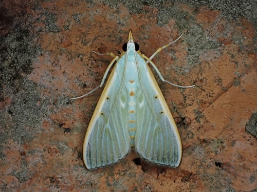 Arthroschista hilaralis