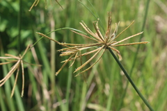 Cyperus natalensis