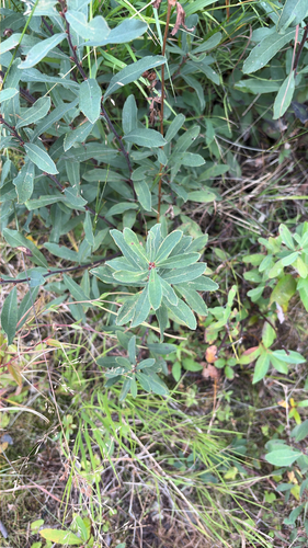 bog myrtle