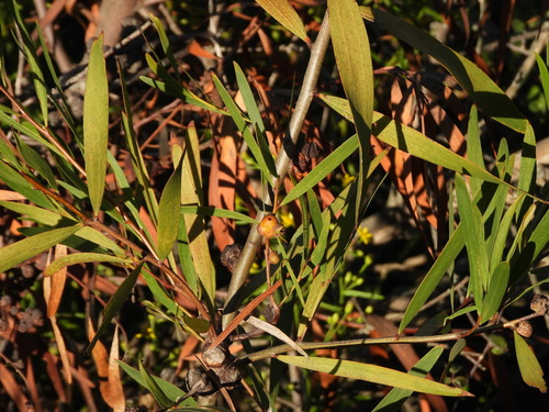 Longleaf Wattle