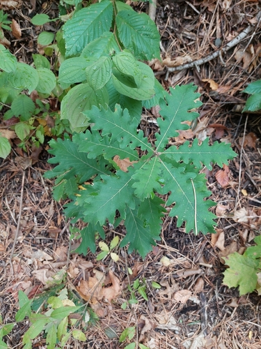 Quercus macranthera, photograph 1