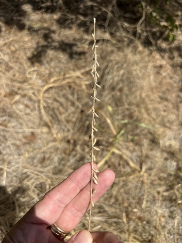 Oenothera curtiflora, photograph 5