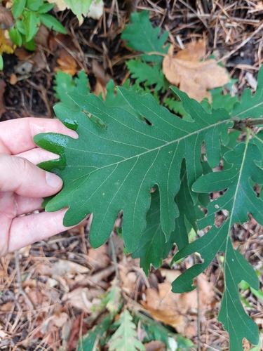 Quercus macranthera, photograph 2