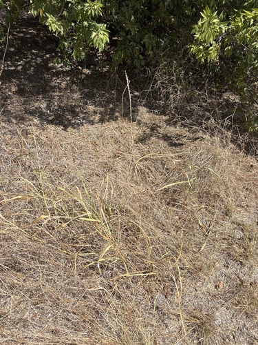 Oenothera curtiflora, photograph 6