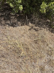 Oenothera curtiflora, photograph (c) Sam Kieschnick, some rights reserved (CC BY)