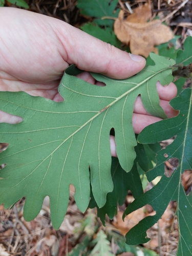 Quercus macranthera, photograph 3