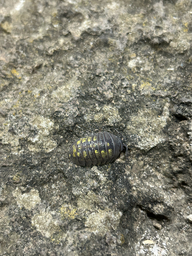 Granulated Pill Woodlouse
