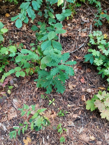 Quercus macranthera, photograph 4