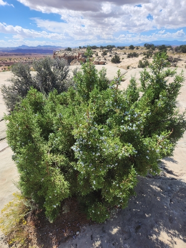 Utah Juniper
