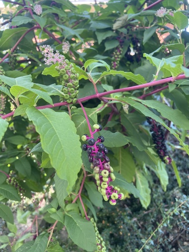 American pokeweed