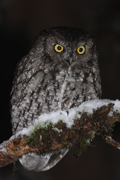 その他 Gray Sheep OWL オウル/OWL（CV.堀江瞬） – Gray Sheep Official Website