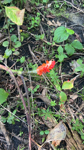Jack-in-the-Pulpit