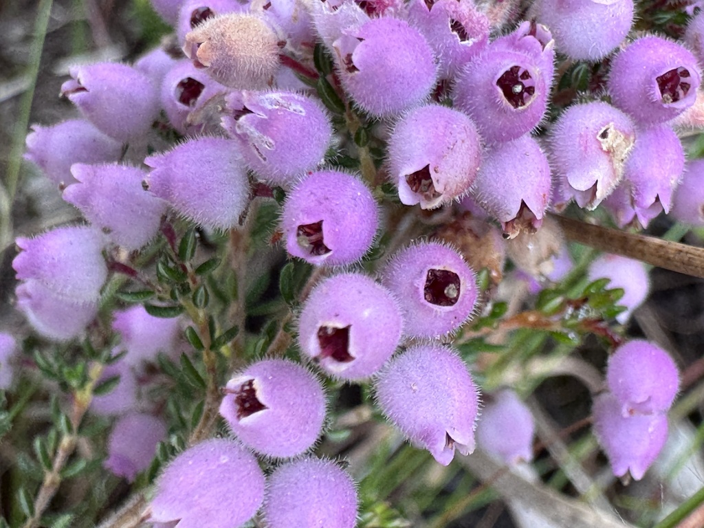 Erica hirtiflora; photograph (c) chrisdt, some rights reserved (CC BY)