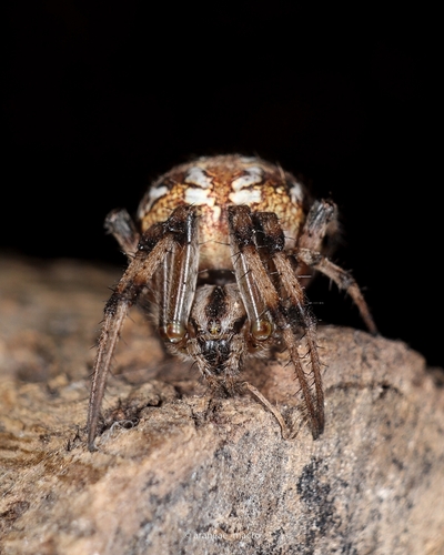 Neoscona byzanthina