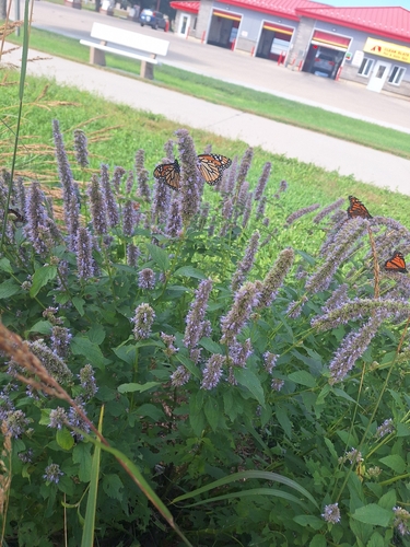 Monarch