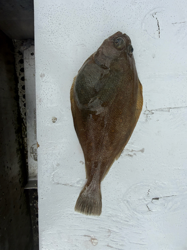 Citharichthys sordidus observed 2026-09-13