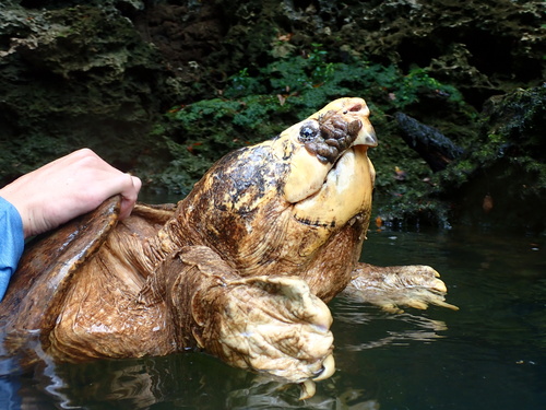 Alligator Snapping Turtle observed by danielmhsu