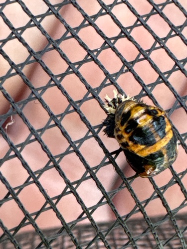 Asian Lady Beetle