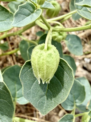 Physalis crassifolia, photograph 3