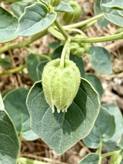 (c) Henrik Kibak, some rights reserved (CC BY) Physalis crassifolia, photograph (c) Henrik Kibak, some rights reserved (CC BY)
