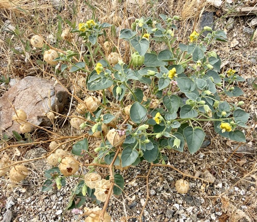 Physalis crassifolia, photograph 2
