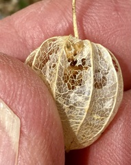 (c) Henrik Kibak, some rights reserved (CC BY) Physalis crassifolia, photograph (c) Henrik Kibak, some rights reserved (CC BY)