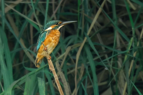 Common Kingfisher