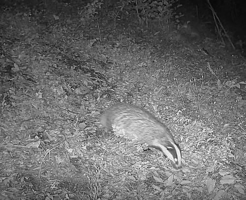 European Badger