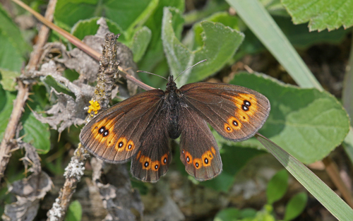 Woodland Ringlet