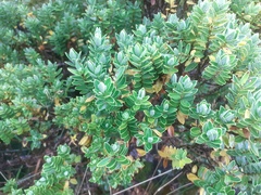 Veronica cockayneana