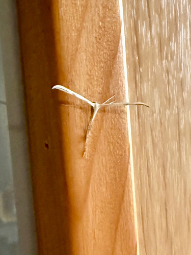 Morning-glory Plume Moth