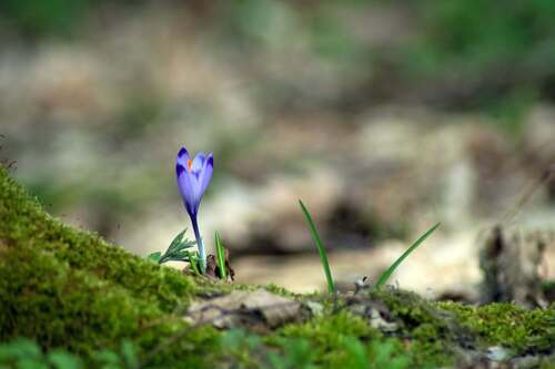 Crocus heuffelianus