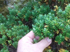 Veronica cockayneana