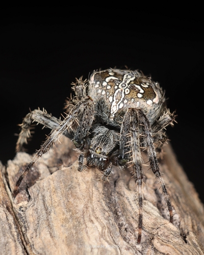 Cross Orbweaver