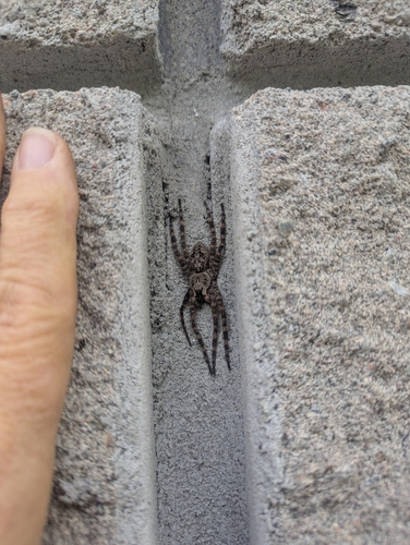 Dark Fishing Spider