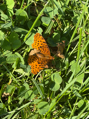 Meadow Fritillary