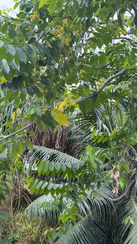 Cananga odorata observed 2026-09-13