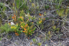 Protea acaulos
