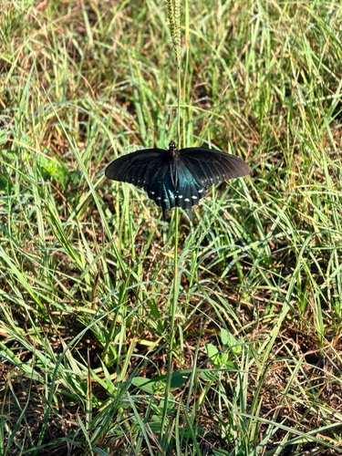 Pipevine Swallowtail