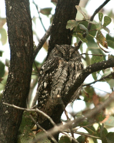 iNaturalist image