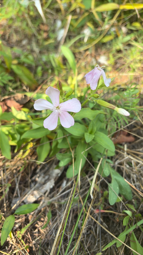 common soapwort