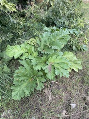Heracleum sosnowskyi, photograph author not stated, no rights reserved