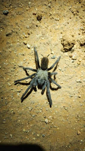 Tucson Bronze Tarantula