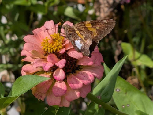 Silver-spotted Skipper
