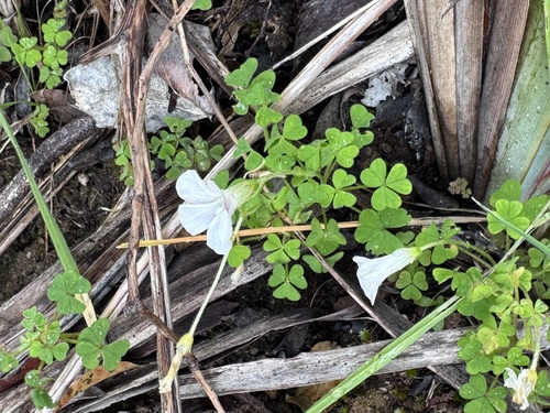 Oxalis lanata, photograph 6