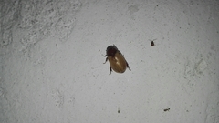 Cyclocephala melanocephala