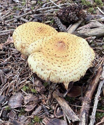 shaggy scalycap