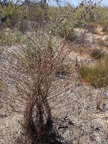 Stephanomeria diegensis