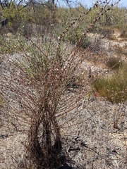 Stephanomeria diegensis