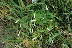 Oxalis lanata, photograph (c) Tony Rebelo, some rights reserved (CC BY-SA)